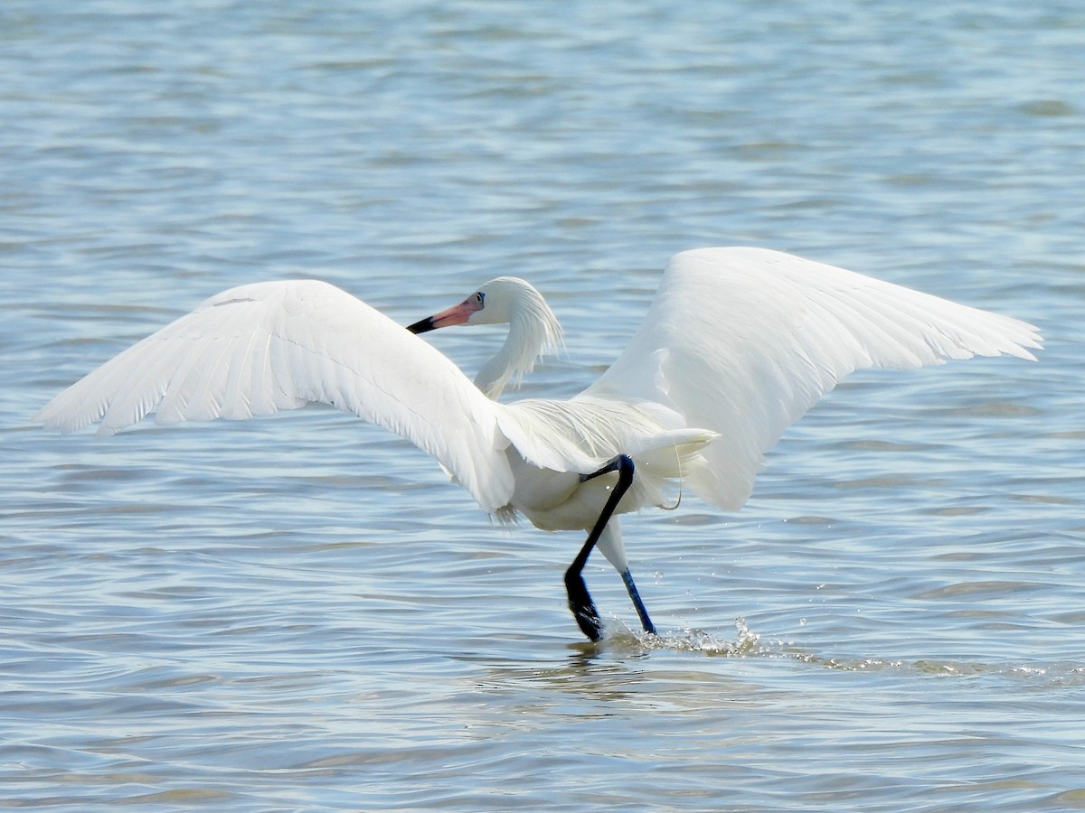 Reddish Egret - ML616750644