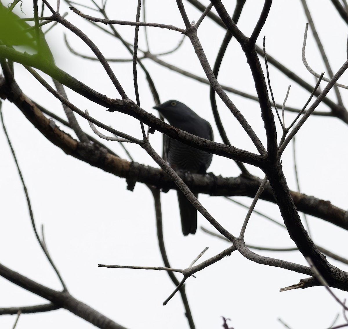 Barred Cuckooshrike - ML616750654