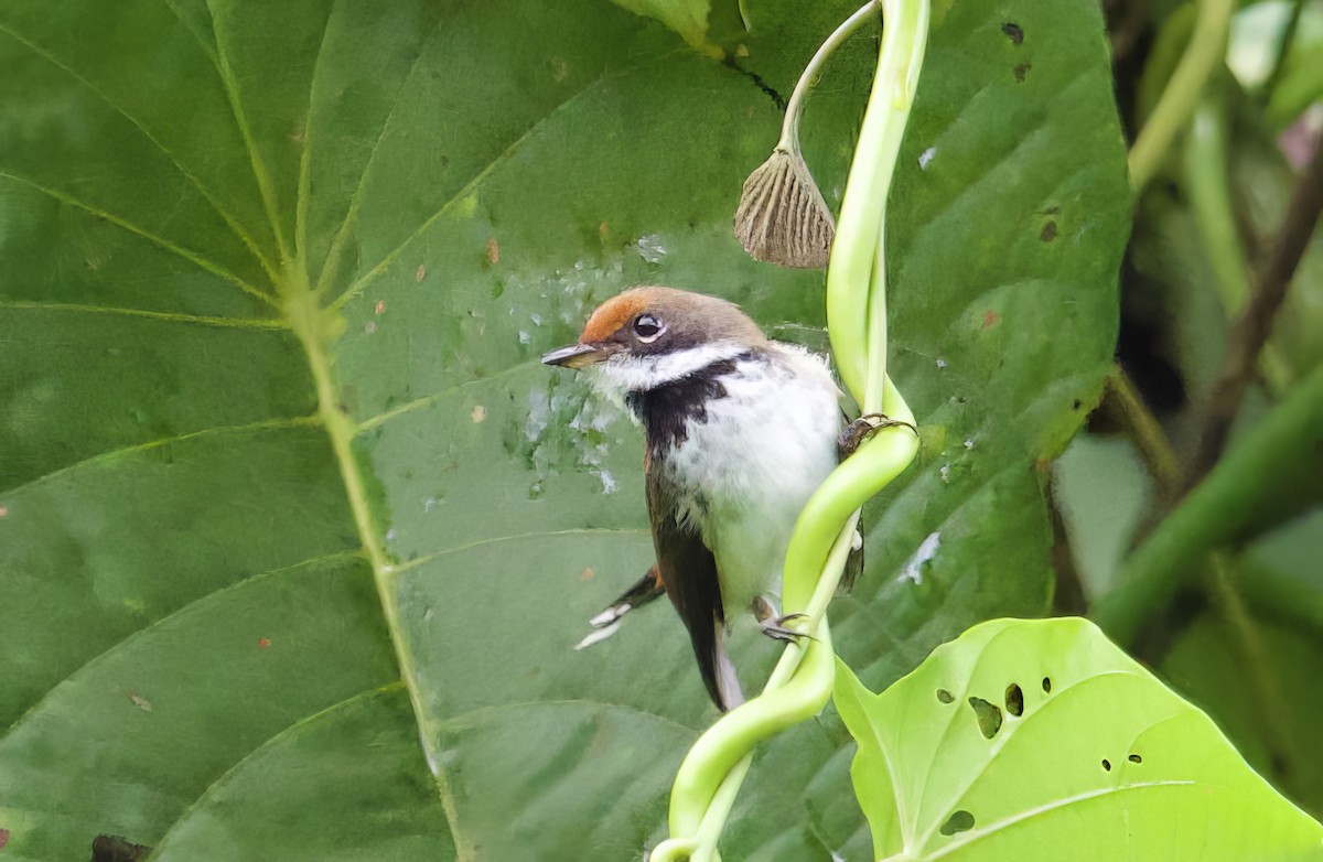 Solomons Rufous Fantail (Rufous-backed) - ML616750661