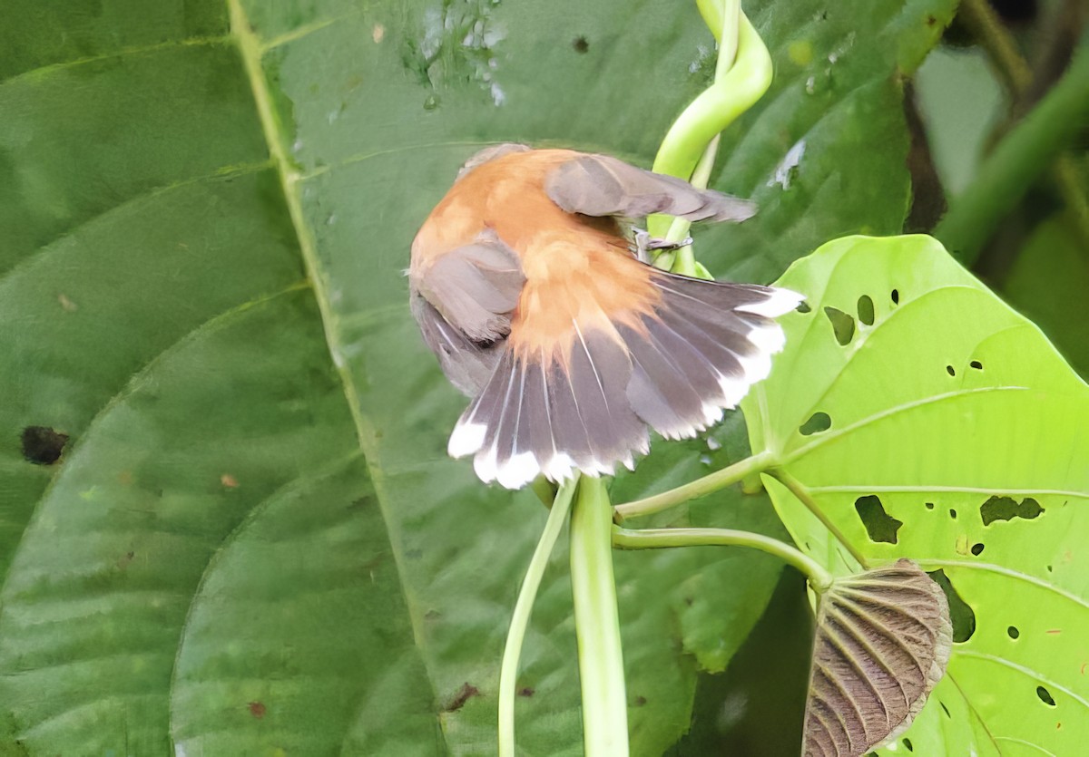 Solomons Rufous Fantail (Rufous-backed) - ML616750662