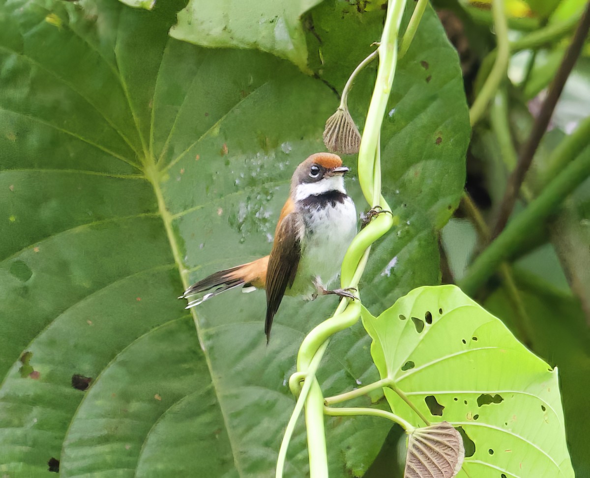 Solomons Rufous Fantail (Rufous-backed) - John Gregory