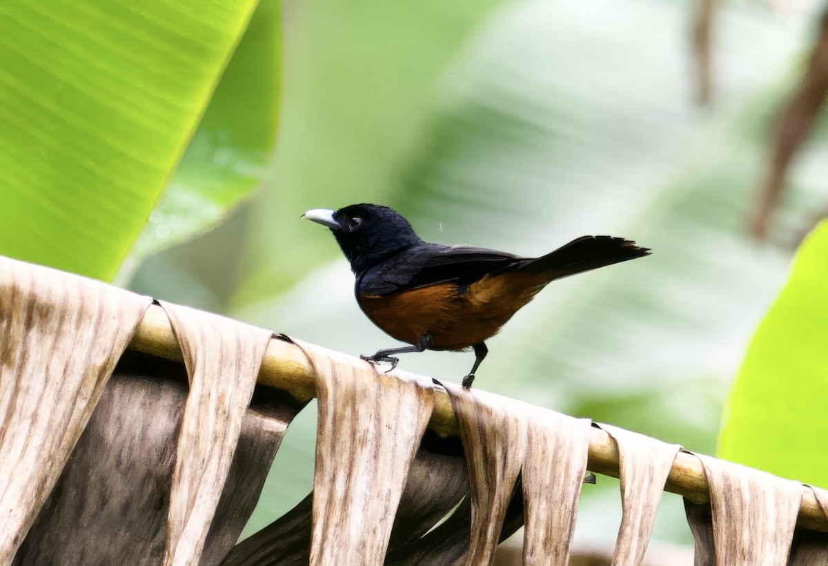 Chestnut-bellied Monarch (Makira) - ML616750673