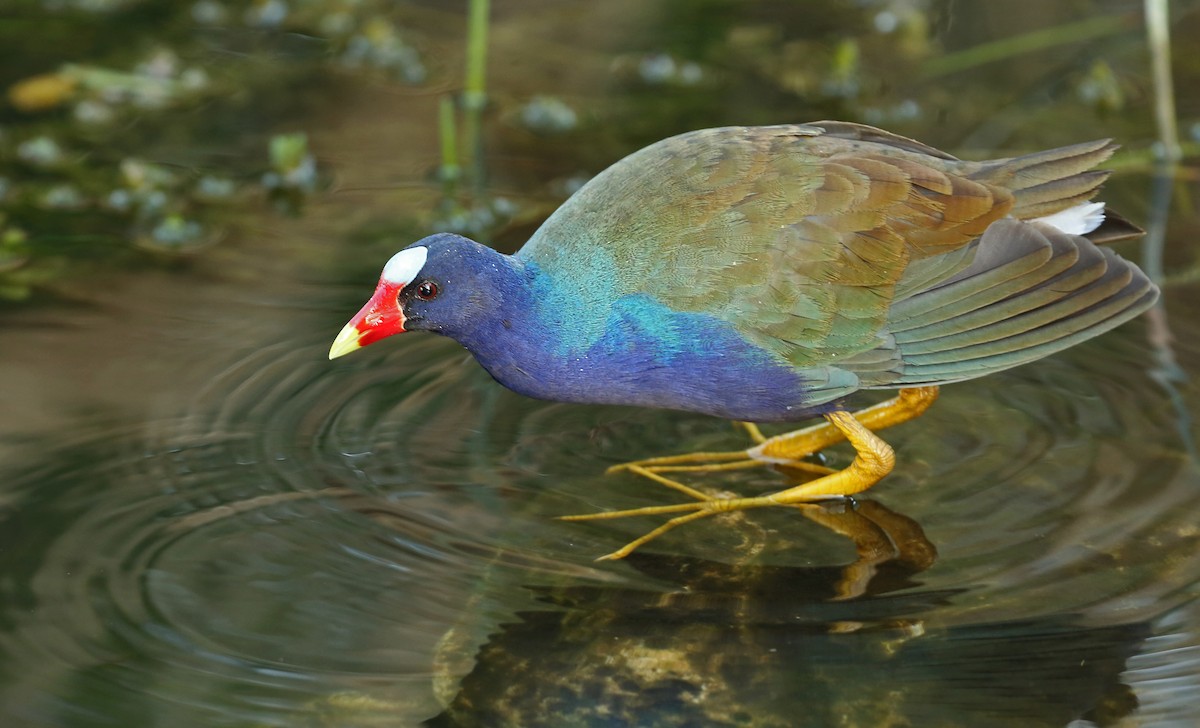 Purple Gallinule - ML61675071