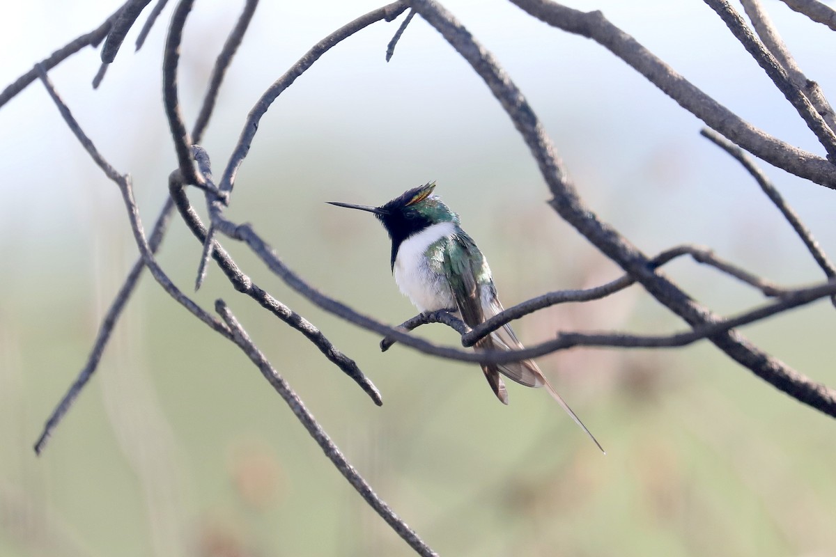 Colibrí Cornudito - ML616750738