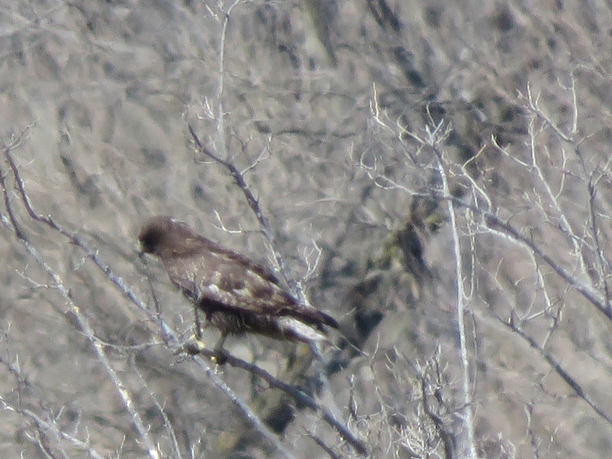 Red-tailed Hawk (Harlan's) - Lisa Hoffman