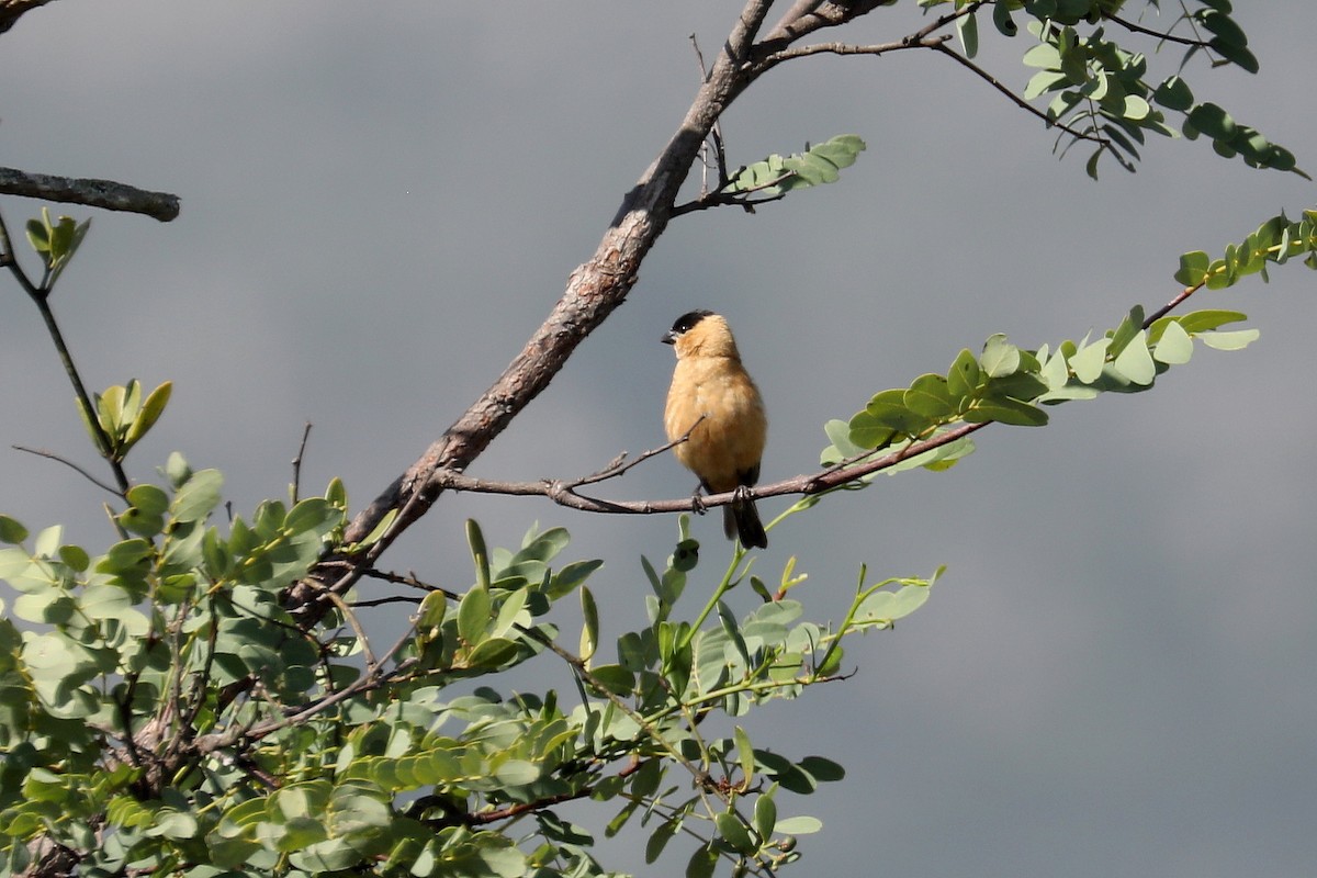 Copper Seedeater - ML616750756