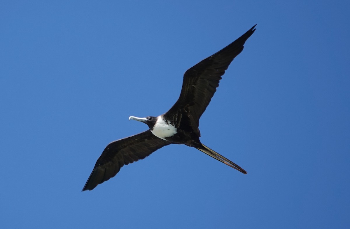 Magnificent Frigatebird - Graham Ray