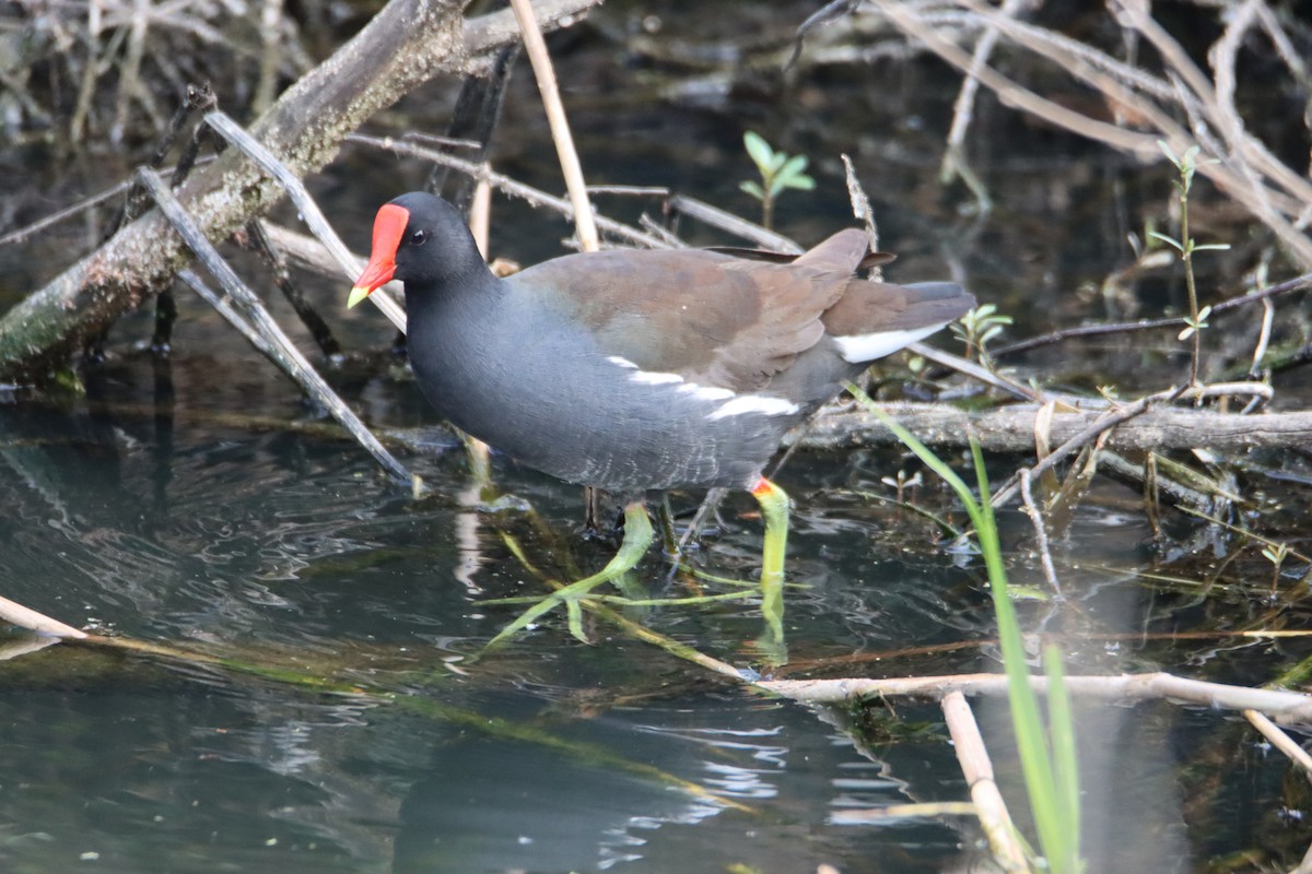 Common Gallinule - John Keegan