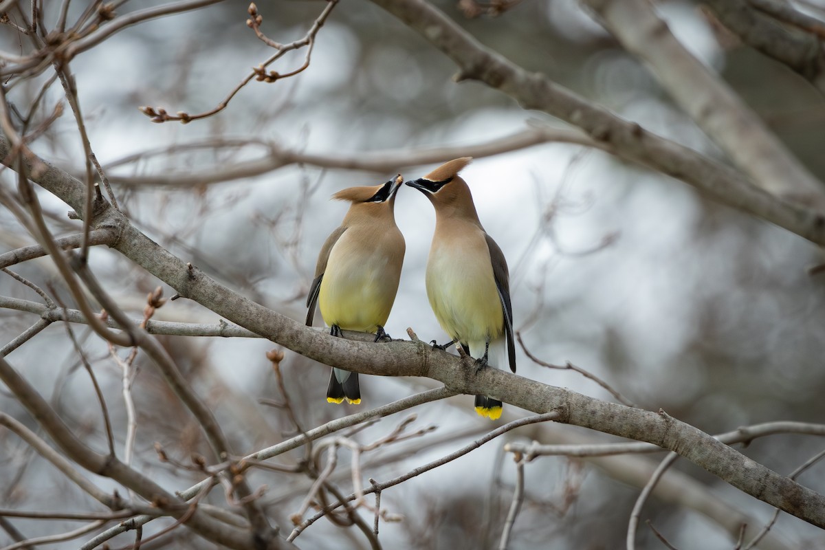 Cedar Waxwing - ML616750800
