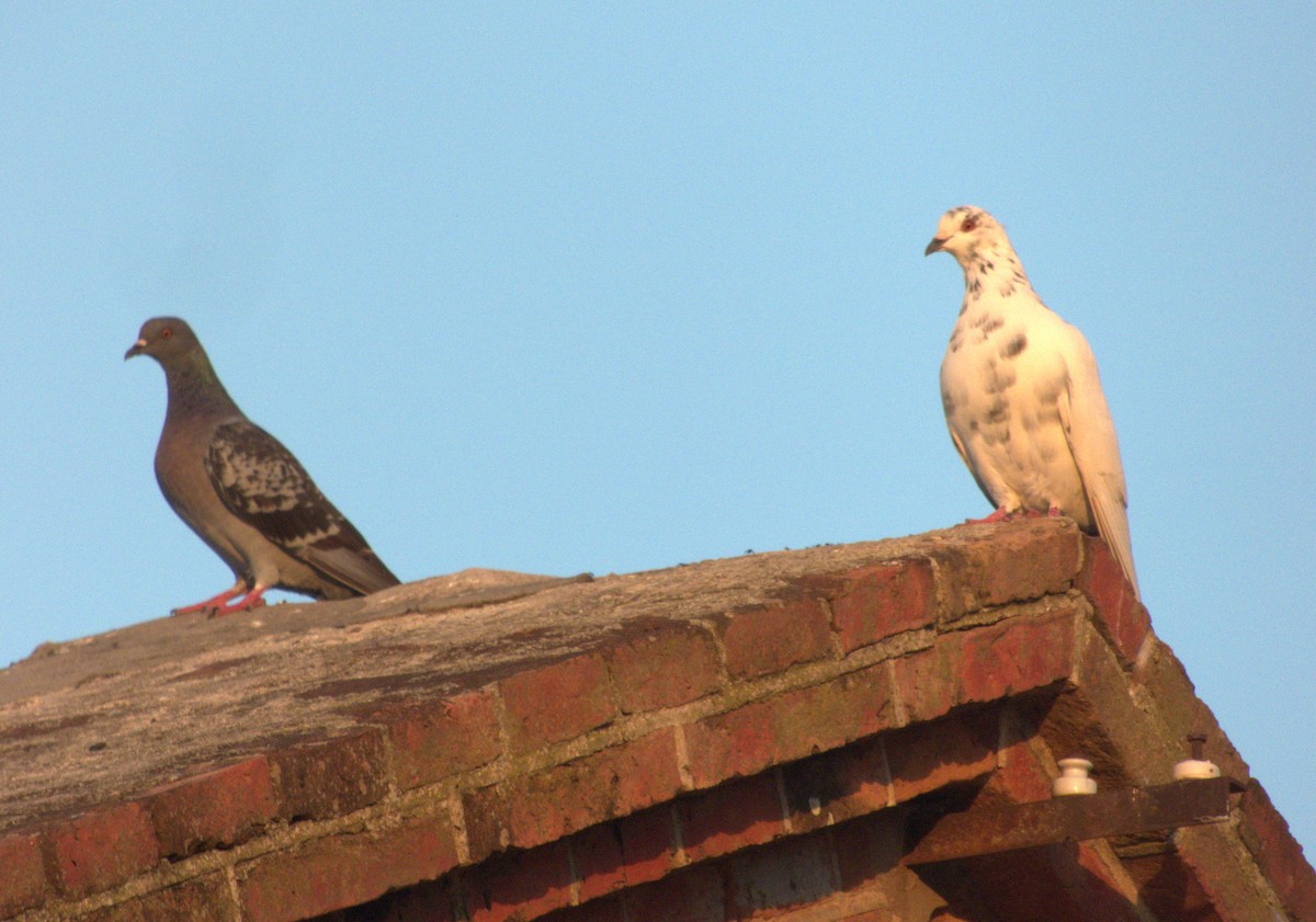 Rock Pigeon (Feral Pigeon) - ML616750816