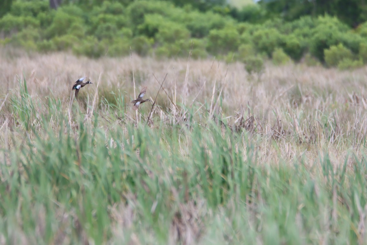 Blue-winged Teal - ML616750818