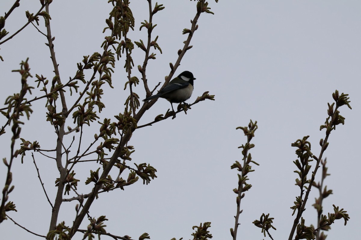 Japanese Tit - ML616750832