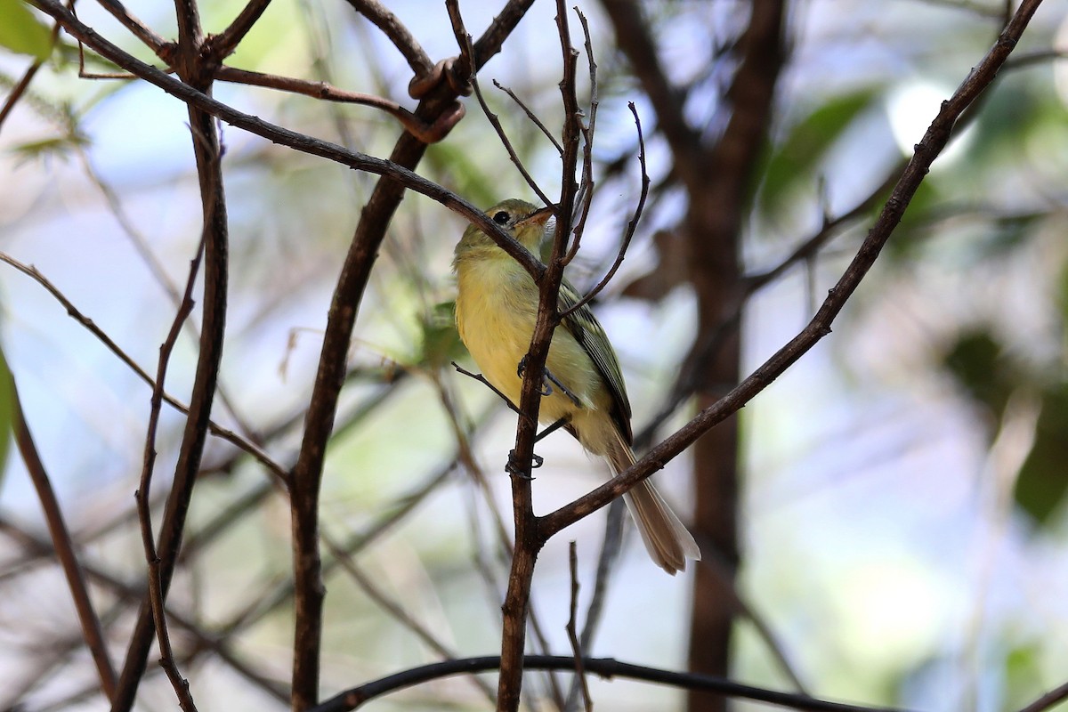 Minas Gerais Tyrannulet - ML616750839