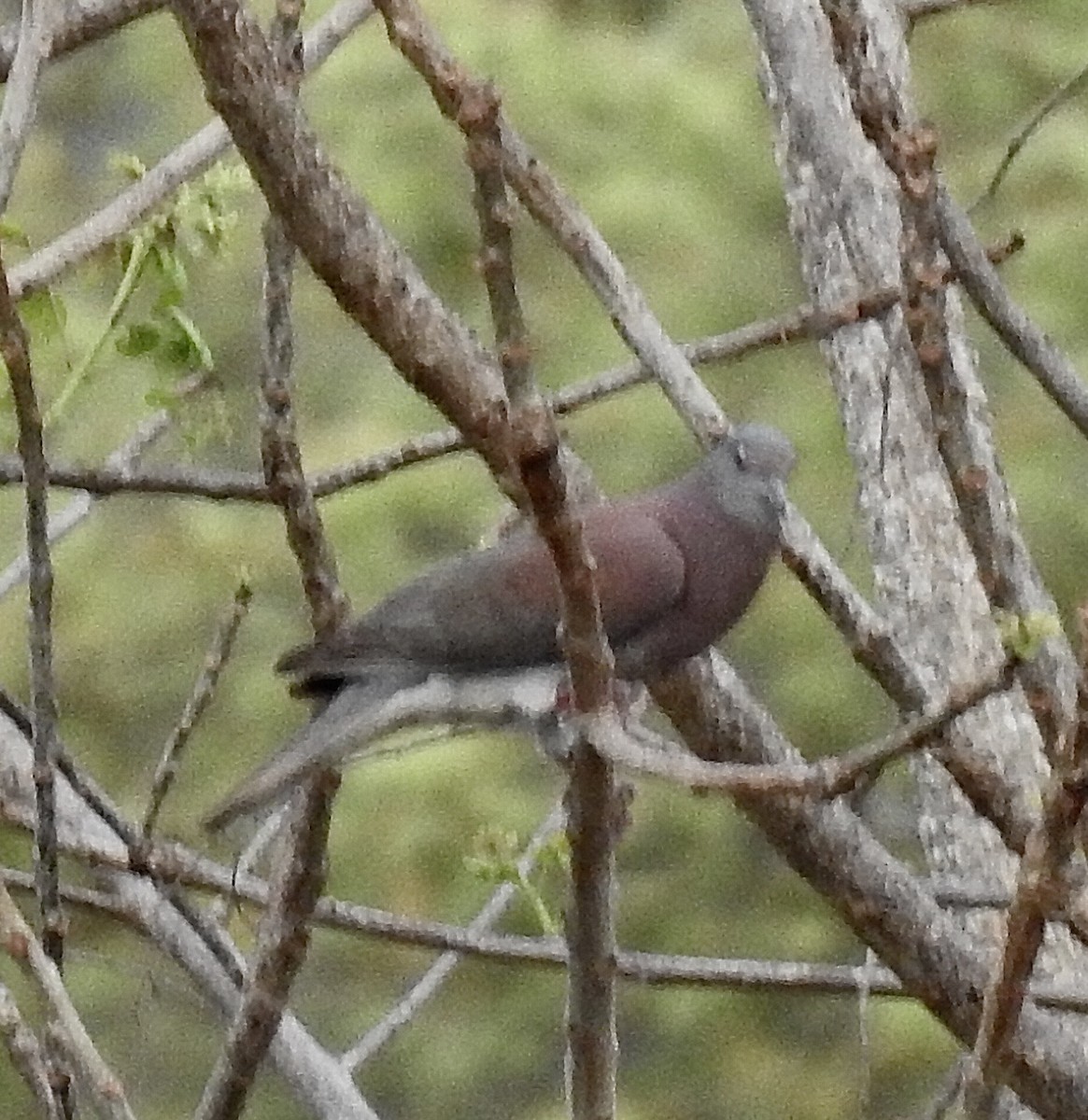 Pigeon rousset - ML616750842