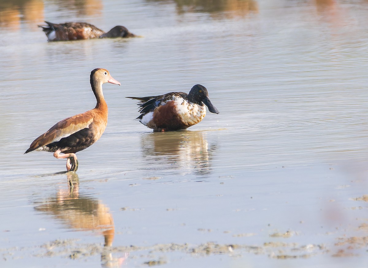 Northern Shoveler - Danny Alfaro