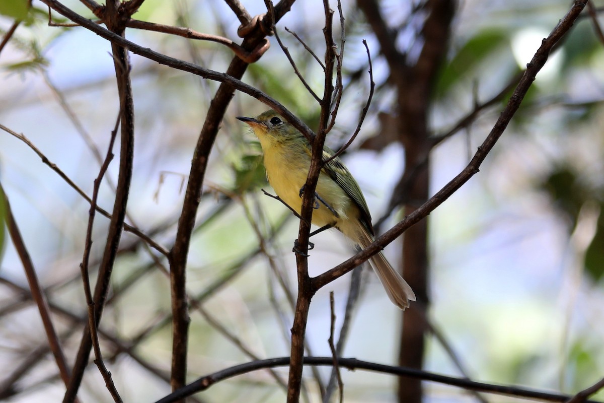 Minas Gerais Tyrannulet - ML616750870