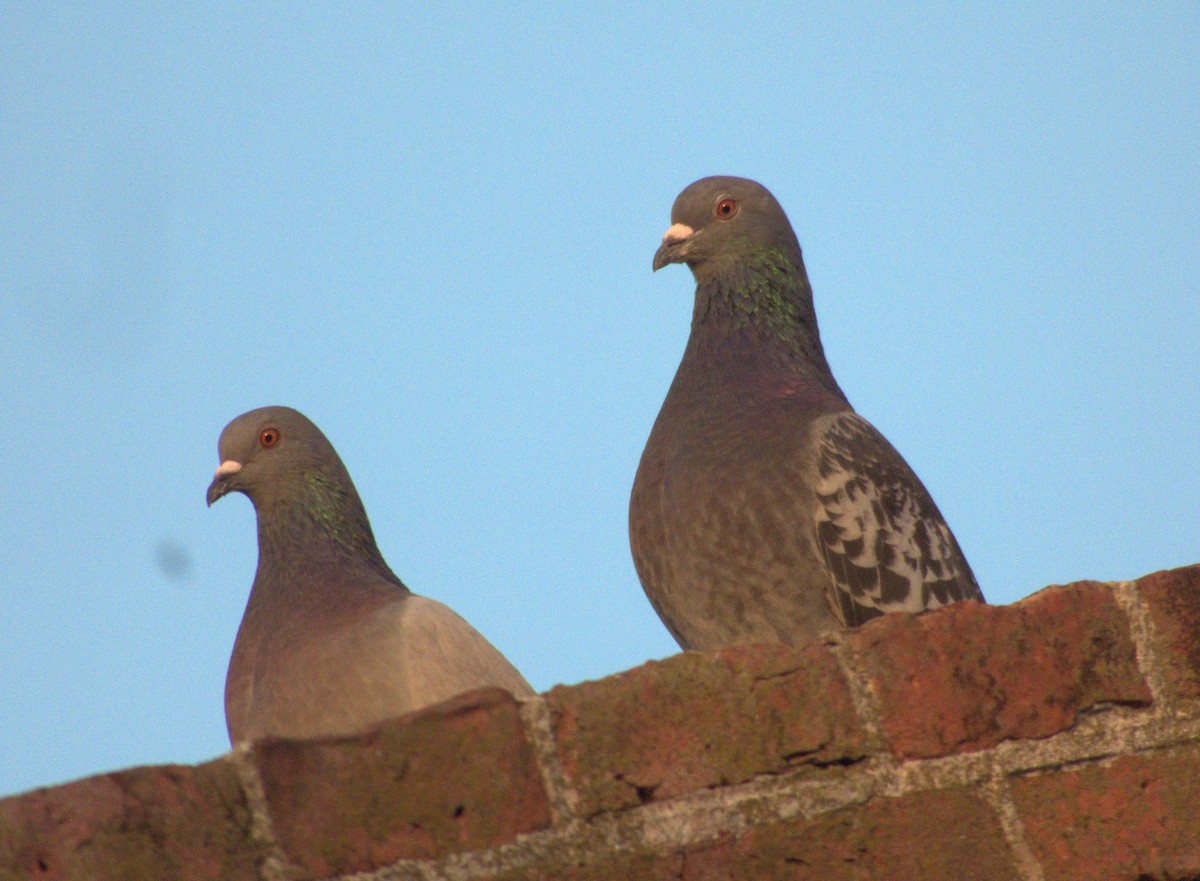 Rock Pigeon (Feral Pigeon) - ML616750885