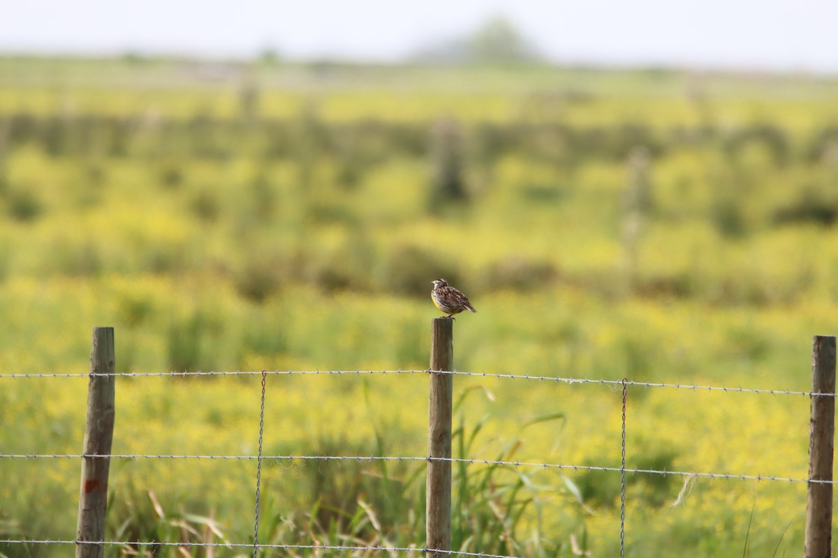 Eastern Meadowlark - ML616750890