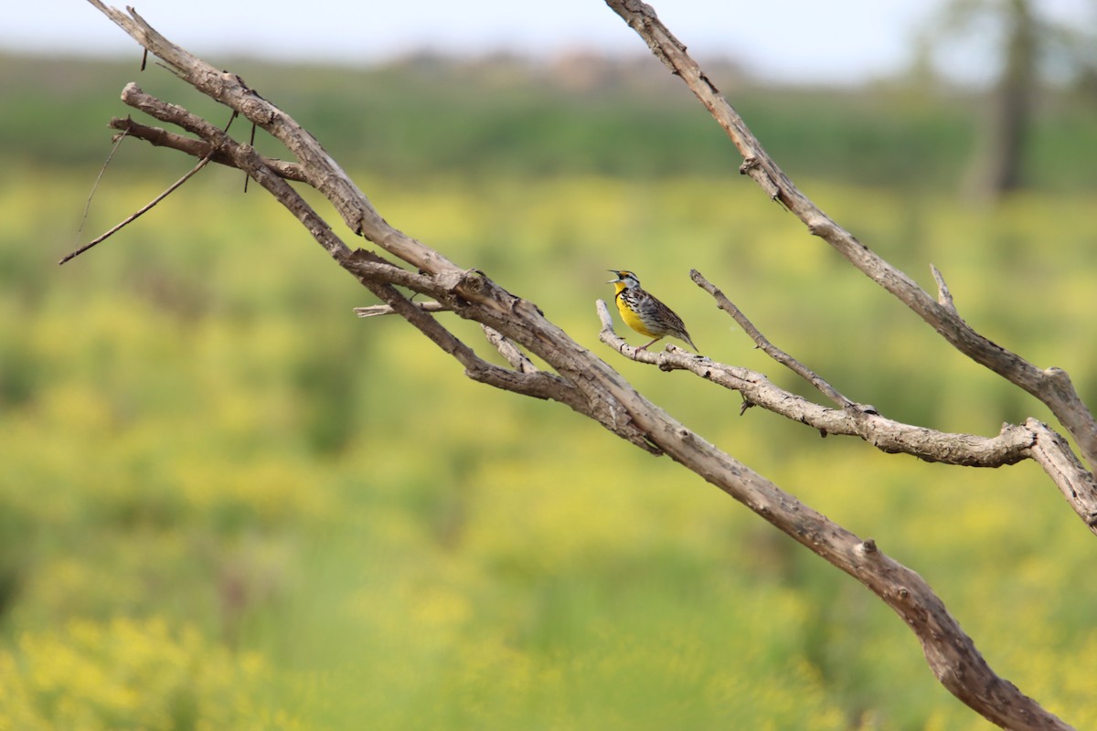 Eastern Meadowlark - ML616750891