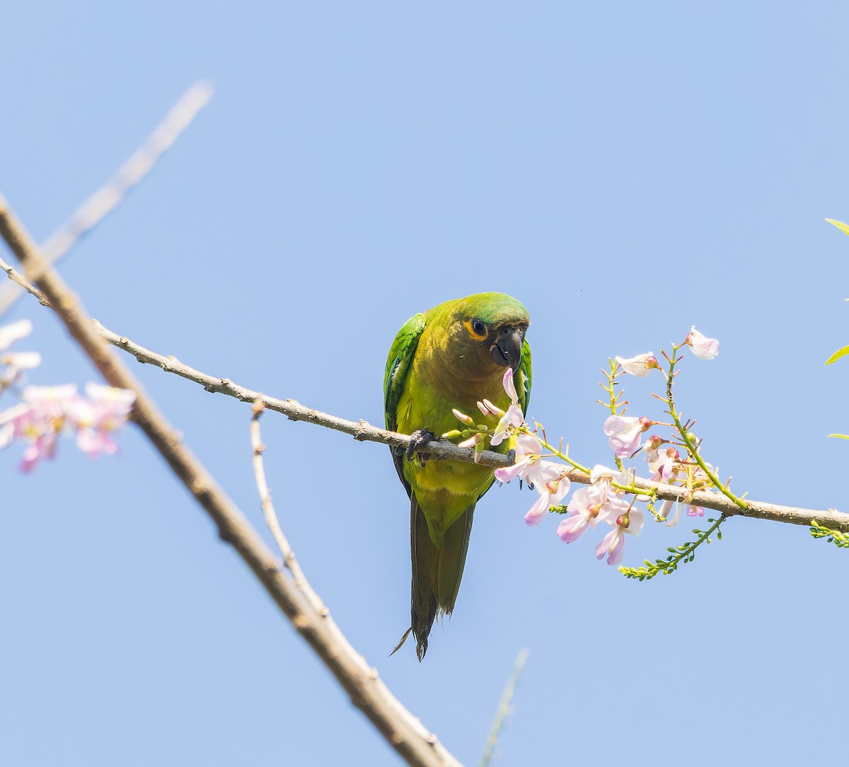 Brown-throated Parakeet - ML616750900