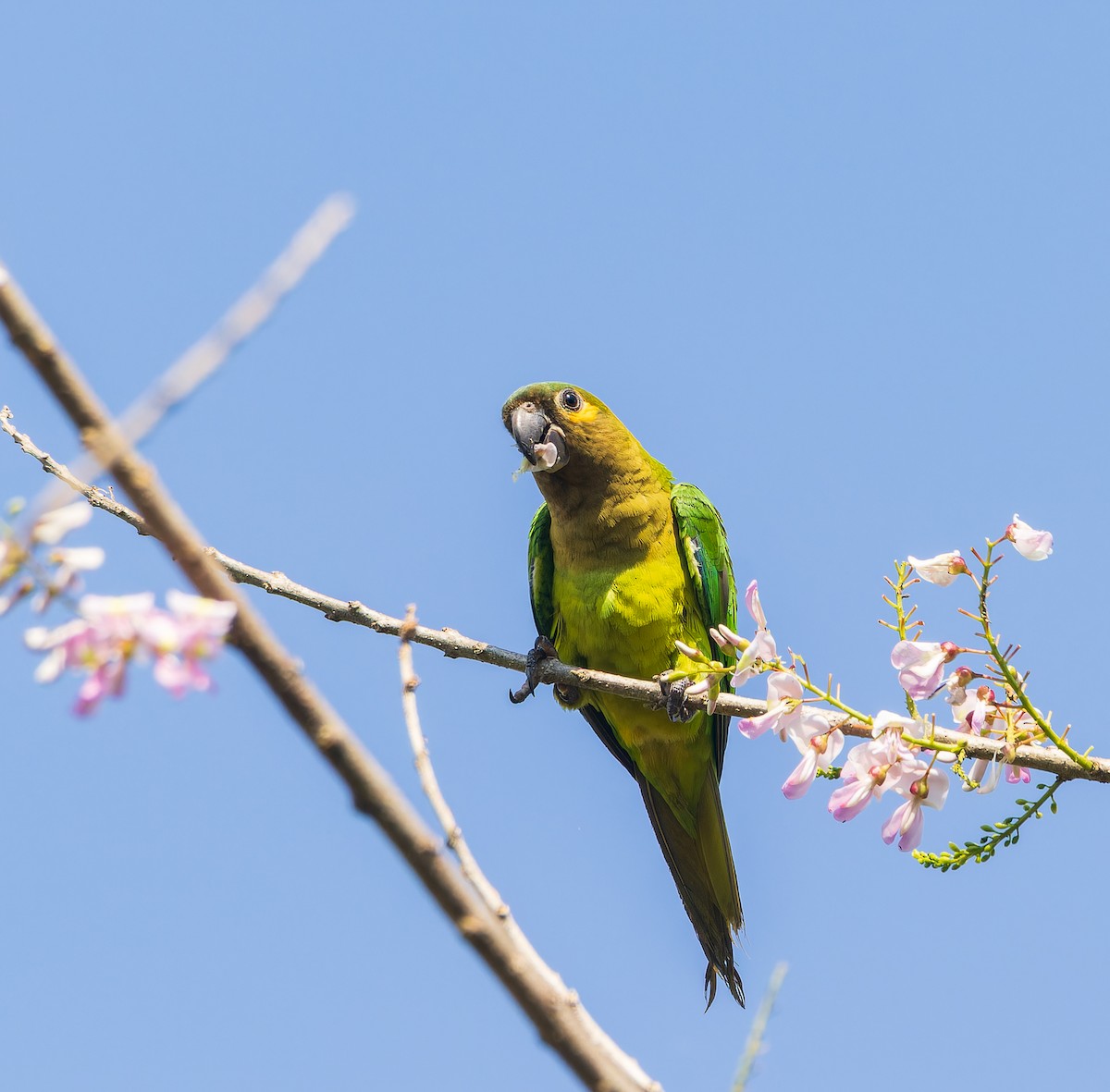 Brown-throated Parakeet - ML616750906