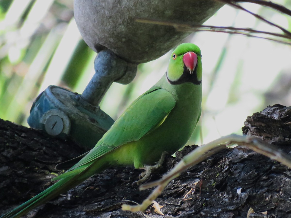 Rose-ringed Parakeet - ML616750968