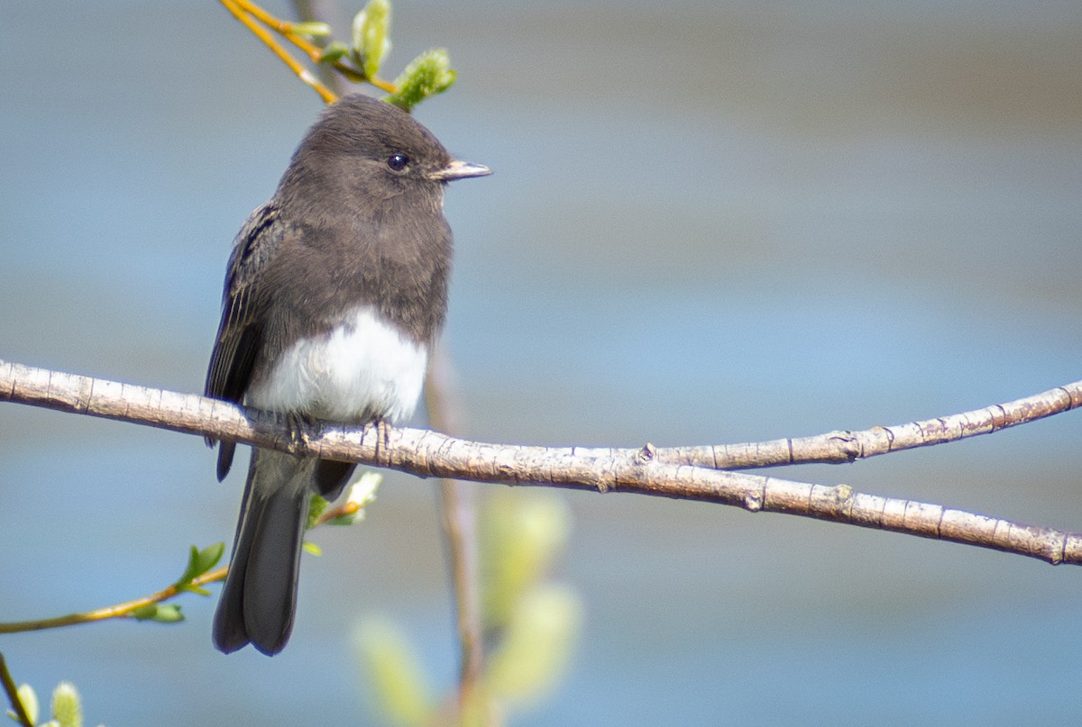 Black Phoebe - ML616750996