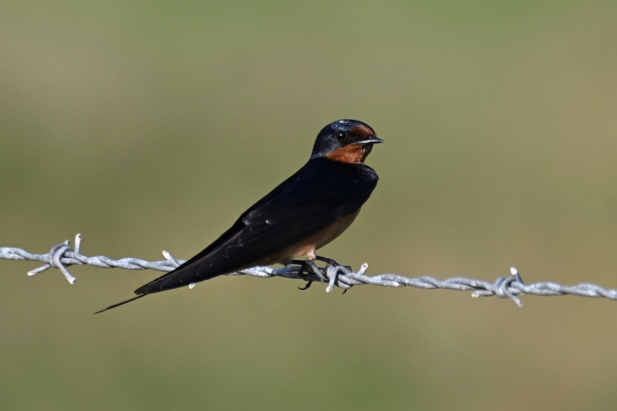 Barn Swallow - Simon Artuch