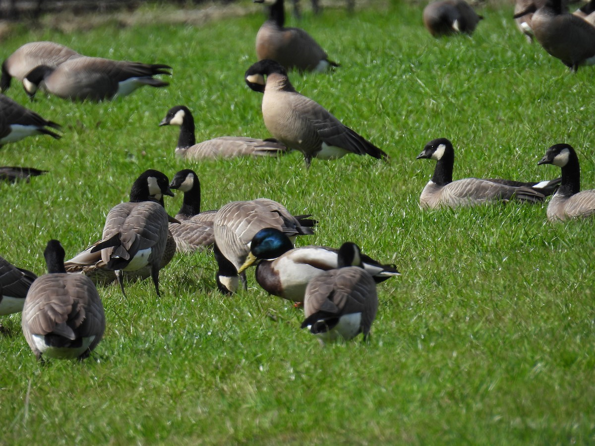 Mallard - Jody  Wells