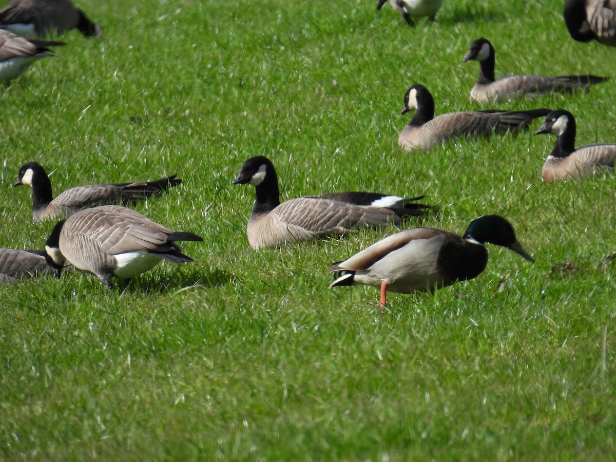 Cackling Goose (minima) - ML616751023