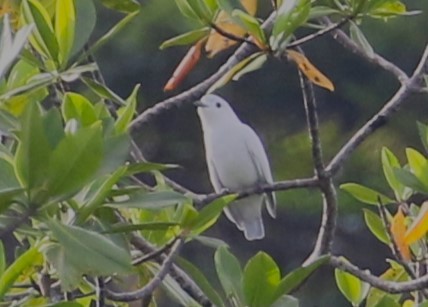 Snowy Cotinga - Chris Conard