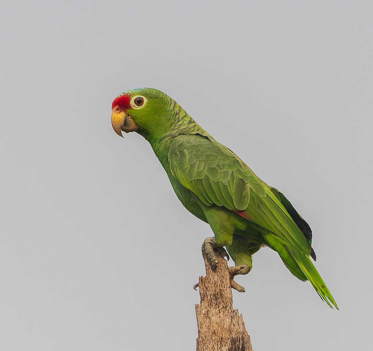 Red-lored Parrot - ML616751029