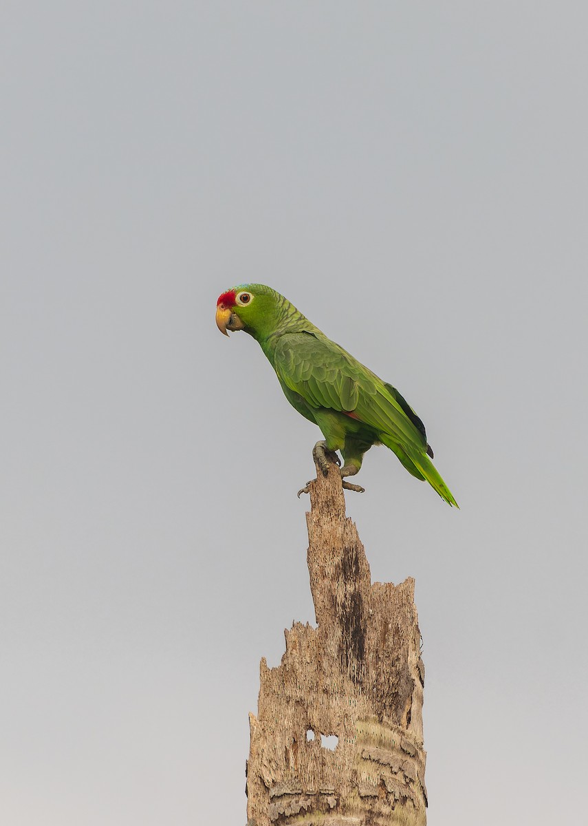 Red-lored Parrot - ML616751030