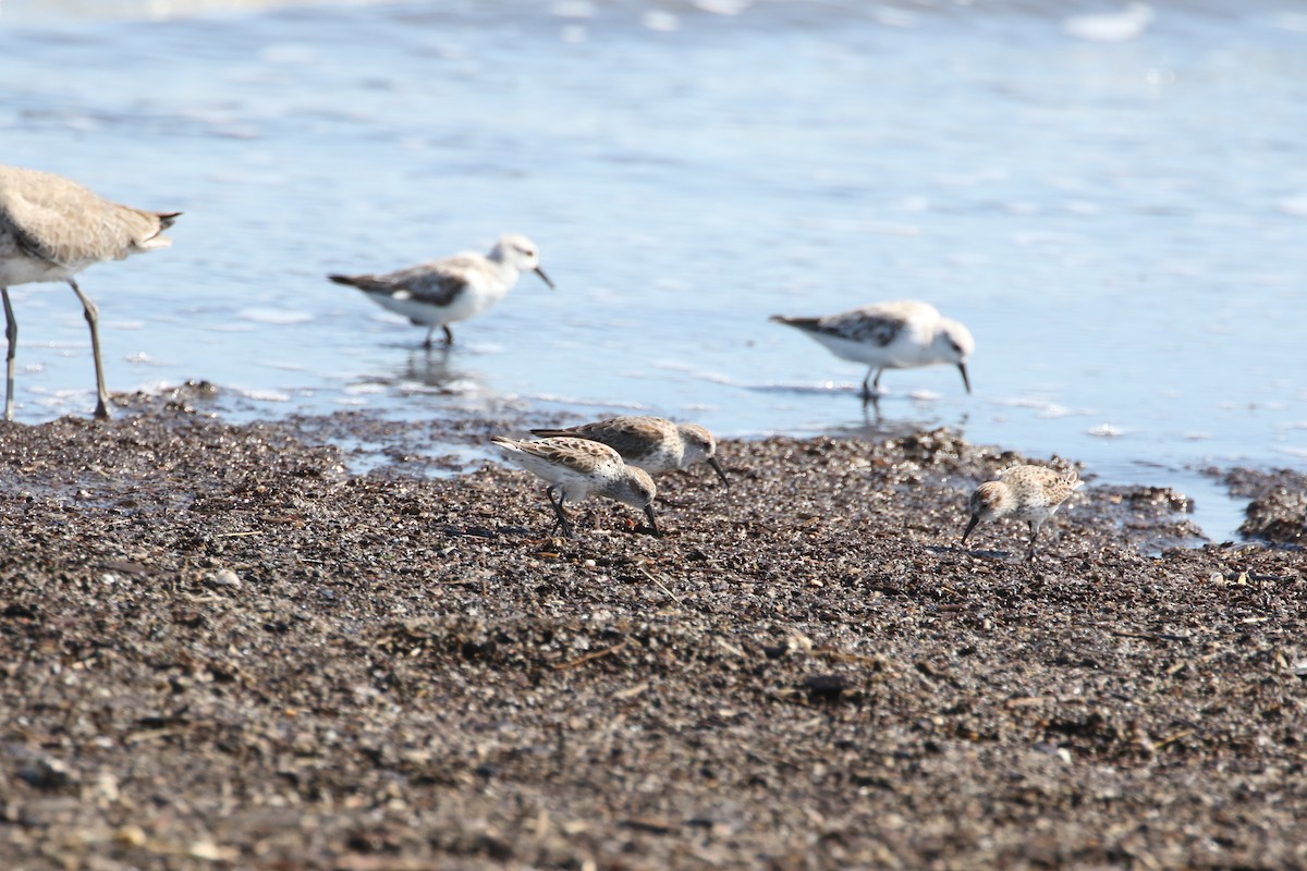 Western Sandpiper - ML616751035