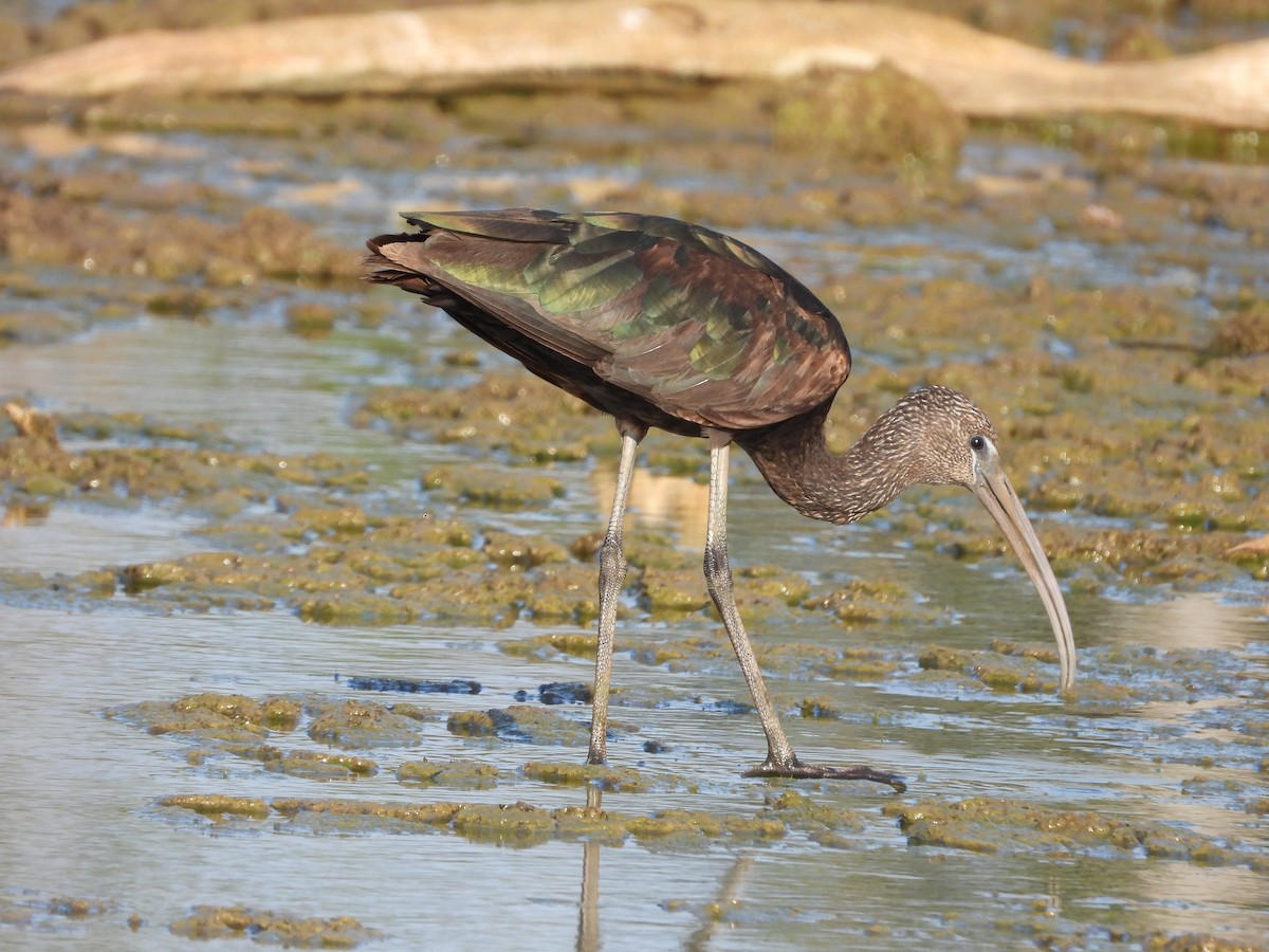 Glossy Ibis - Jen Artuch