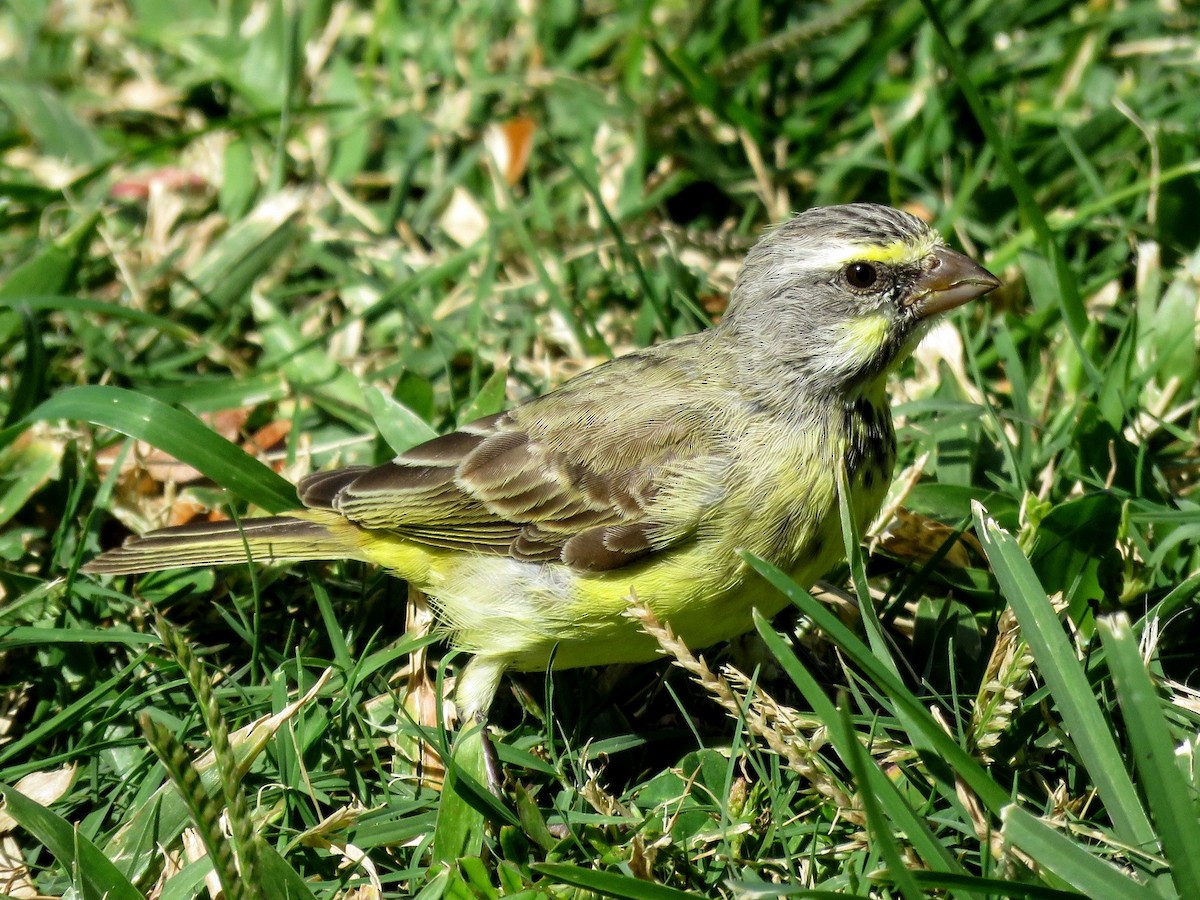 Yellow-fronted Canary - ML616751045