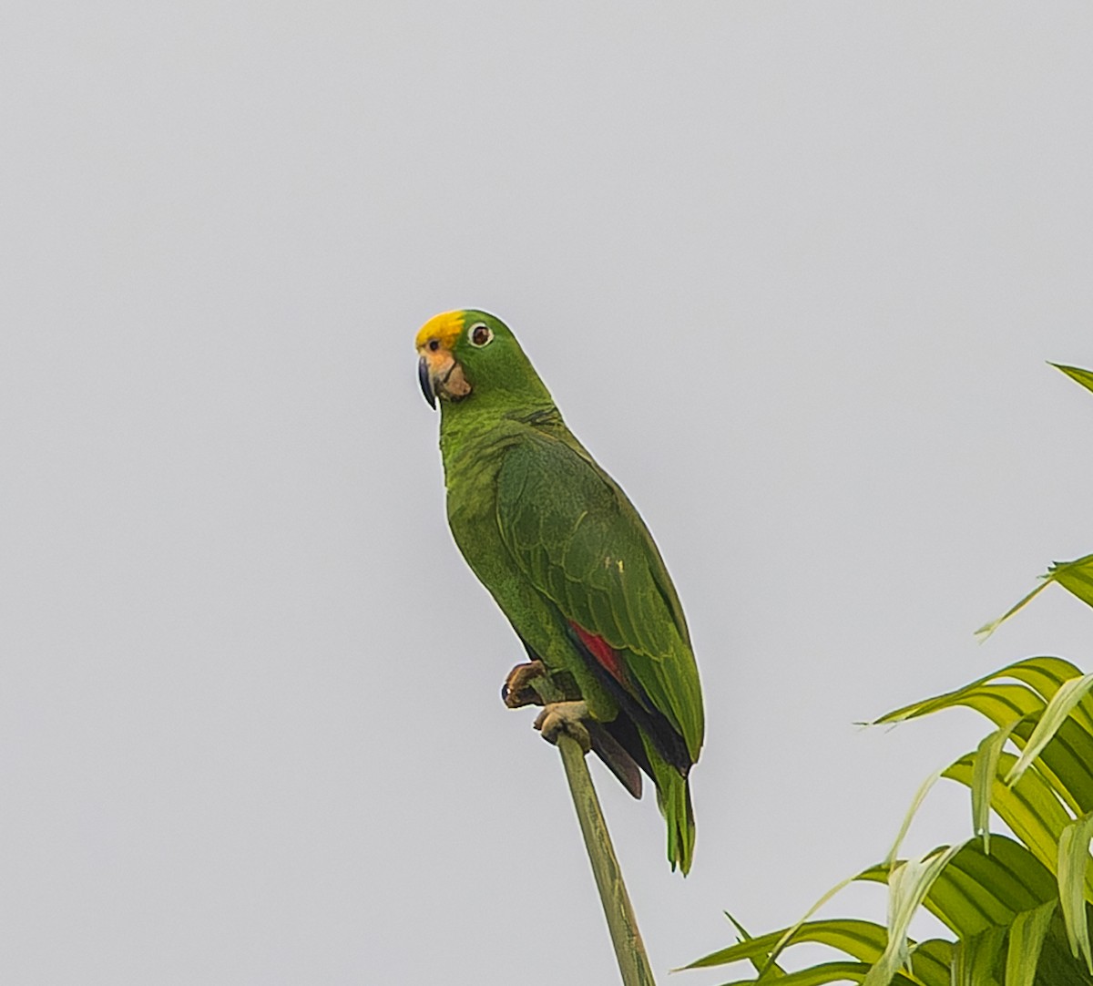 Yellow-crowned Parrot - ML616751051