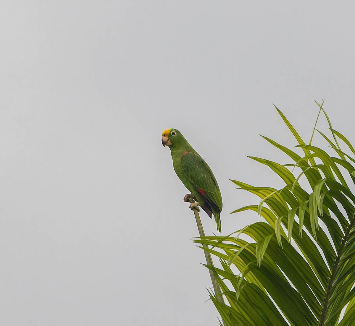 Yellow-crowned Parrot - ML616751052