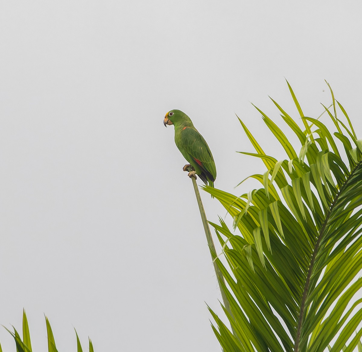 Yellow-crowned Parrot - ML616751053
