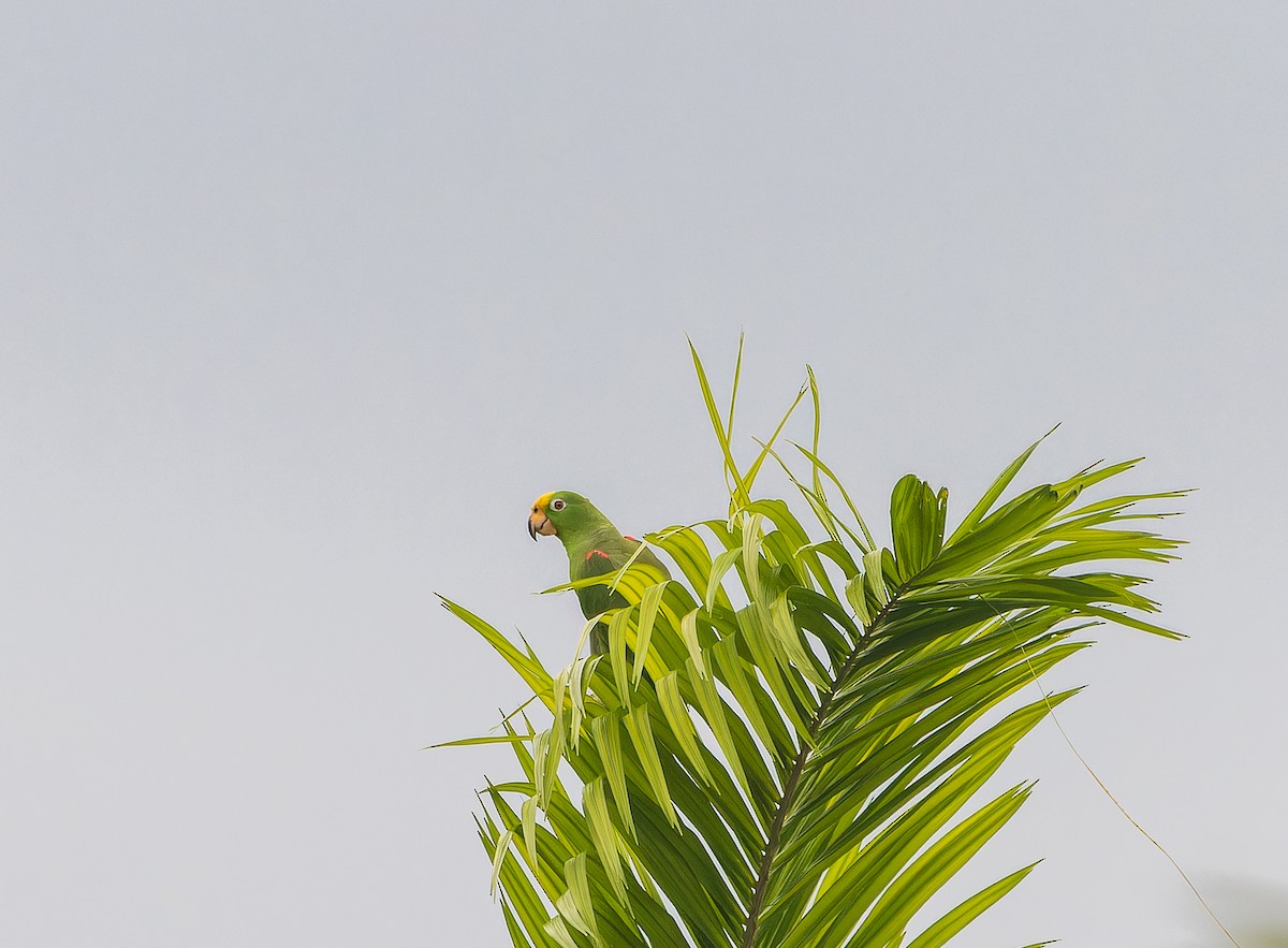 Yellow-crowned Parrot - ML616751054