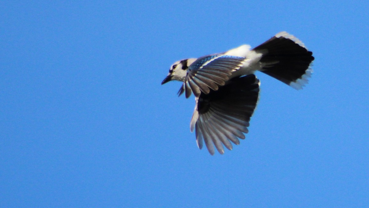 Blue Jay - ML616751055