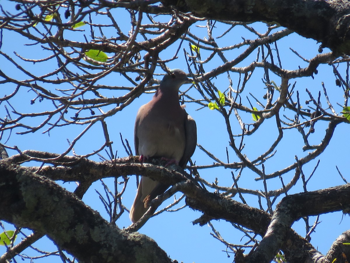 Pale-vented Pigeon - ML616751077