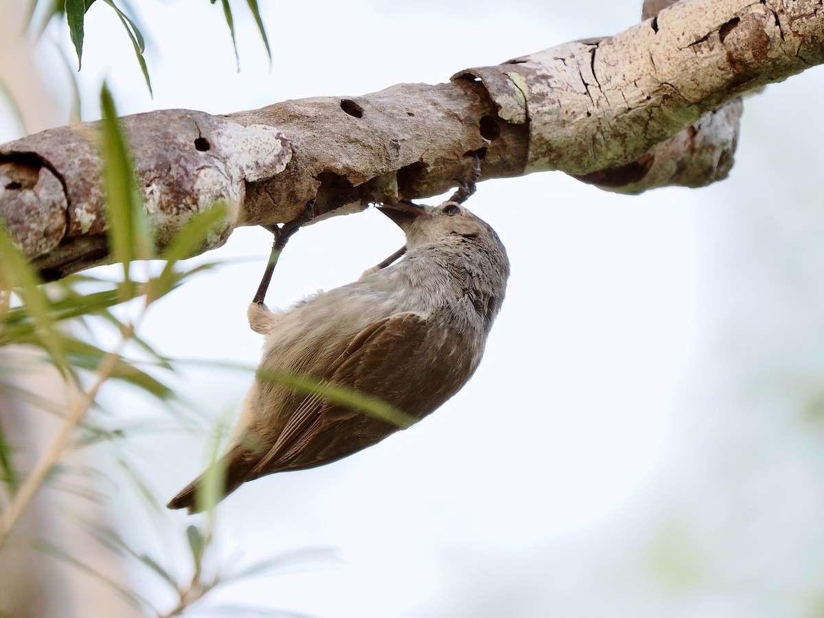 Woodpecker Finch - ML616751149