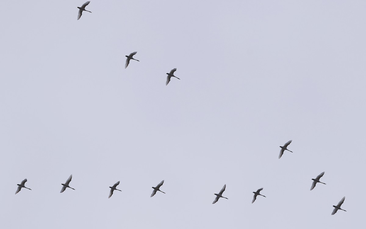 Tundra Swan - ML616751160