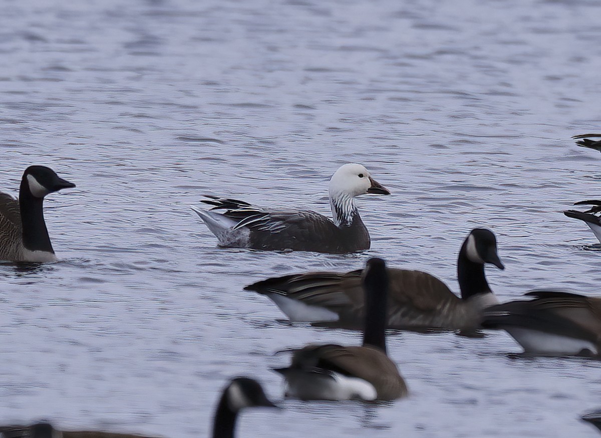 Snow Goose - Scott Sneed