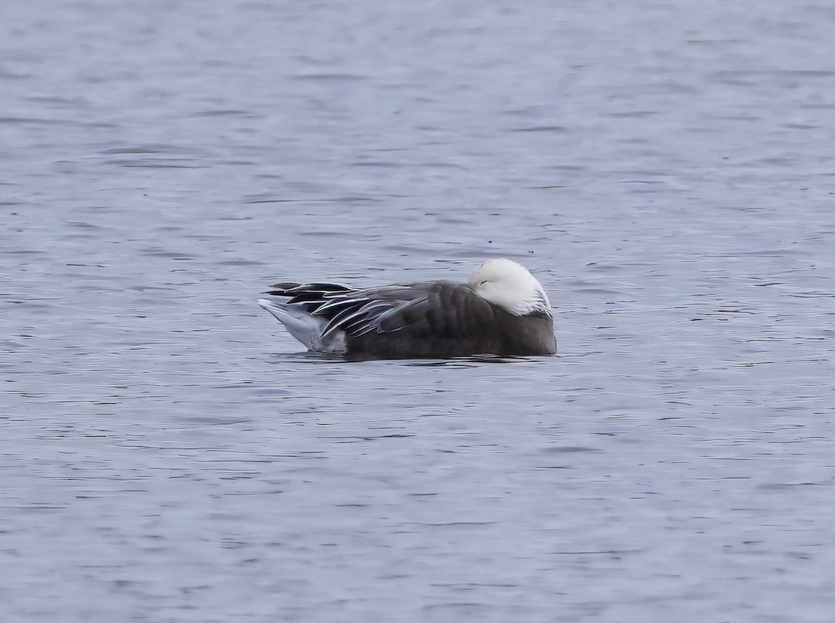 Snow Goose - ML616751174