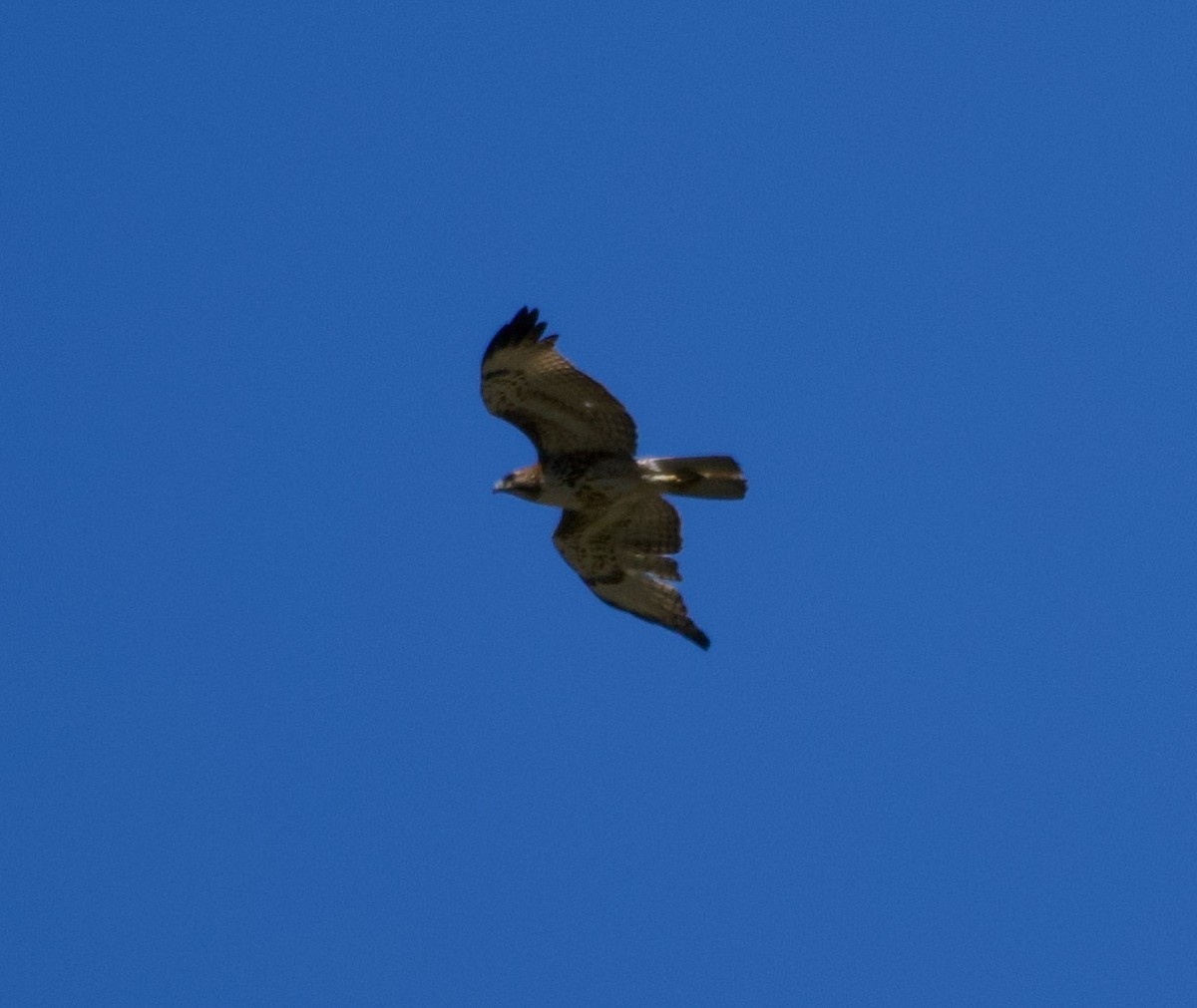 Red-tailed Hawk - ML616751228