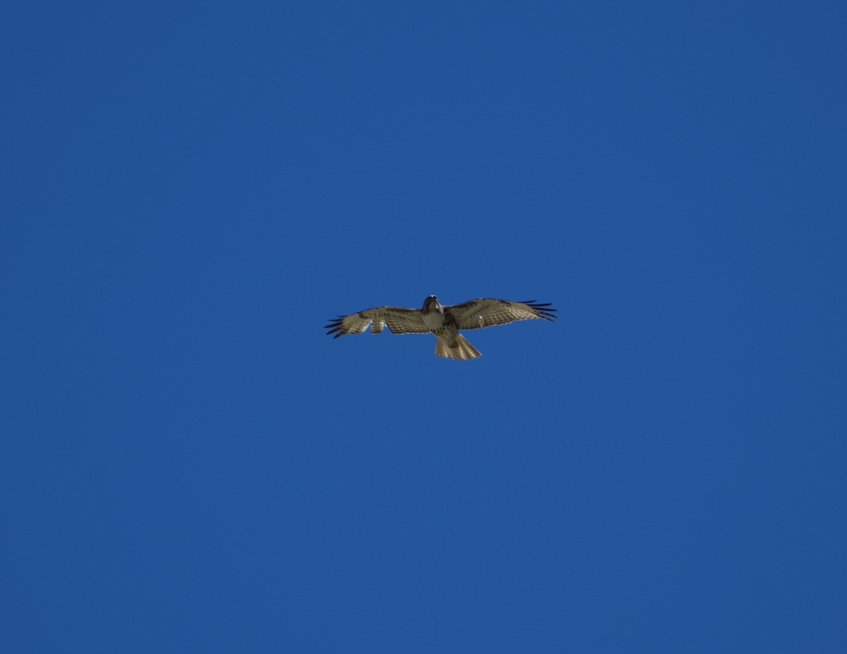 Red-tailed Hawk - ML616751231