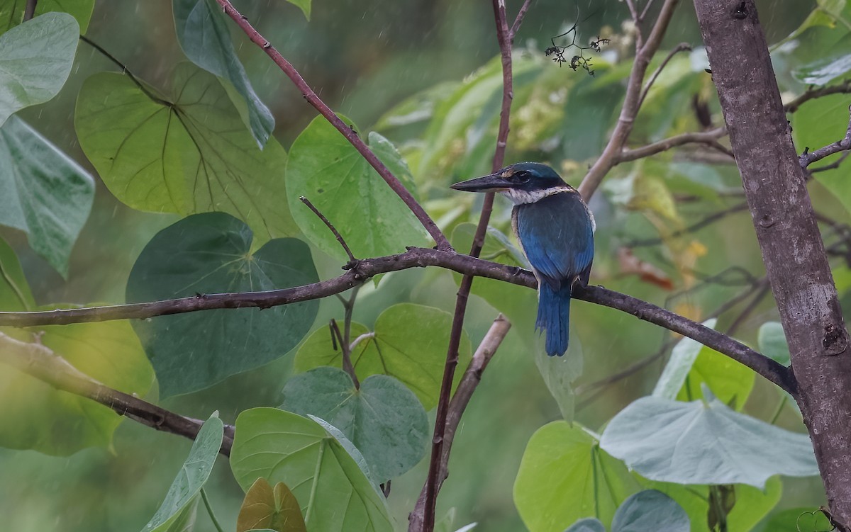 Pacific Kingfisher - Mike Edgecombe