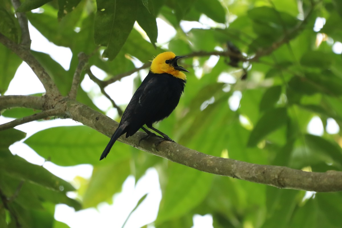 Yellow-hooded Blackbird - Andres Felipe Ramirez Arango